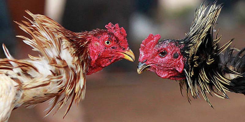 Những điểm đặc biệt khi tham gia chọi kê trực tuyến