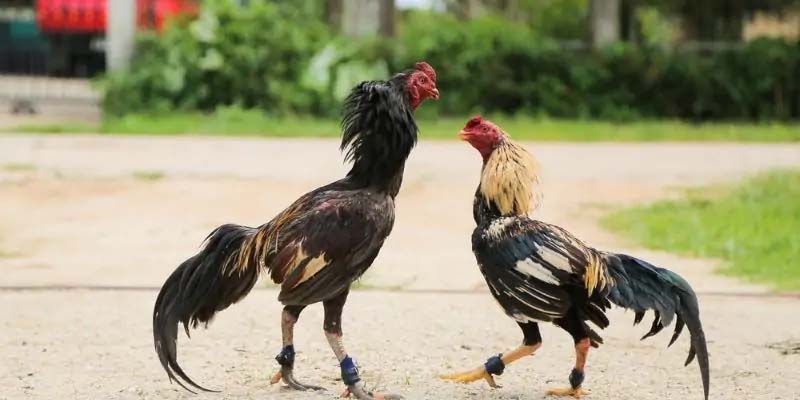 Những chiến lược đặt cược và mẹo từ chuyên gia giúp tăng tỷ lệ chiến thắng