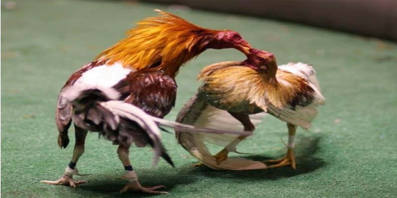 Giới thiệu những thông tin về hình thức cá cược đá gà cựa dao